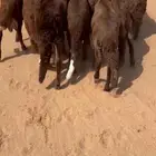 سواكن مرابي شهرين طيبة ونظيفه
