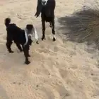 للبيع عنز رغوث