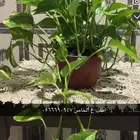 اشجار داخليه تعطي المكان جماليه