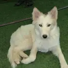 كلب هاسكي