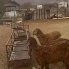 طليان سواكن مقفله شحم اللبيع جمله وتفريد