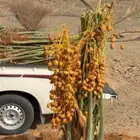 صقعي اللبيع