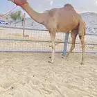 للبيع مهجنه كفو