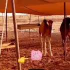 حوار حليب وحري وسواكني