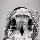 مطلوب بكه حدود 400واقل