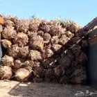 نقوم بقلع وغرس جميع انواع النخيل