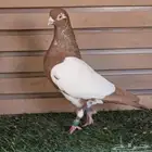 جوز دجي الماني قشطه