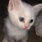 قطط للبيع برياض