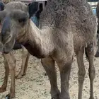 قعود عمره 7 شهور
