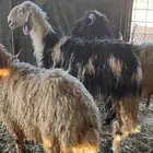 خروفين ورخل