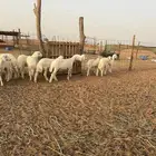 بهم حري للبيع
