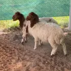 رخال نعيم هرافى
