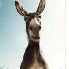 لدي 100 حمار للبيع كامله