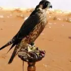 مطلوب شيهانه جبليه علومها طيبه بسعر معقول