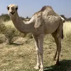 قعود لباني