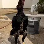 ديك شامو ياباني