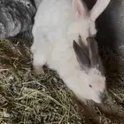 أرنب بلدي و فرنسي أنتين و ذكرين