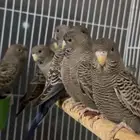 بادجي بلاك