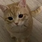 قط مفقود بالمجمعه (يوجد مكافأه ماليه لمن يجده)