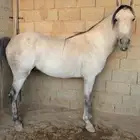 تدريب ركوب خيل