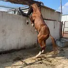 حصان شعبي حار.