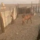 السلام عليكم