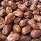 تمر سري حبة كبيرة ( جامبو) انتاج هالسنه