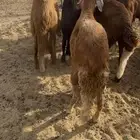 سواكن طيبه وسعرها طيب