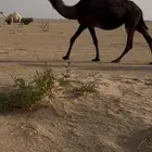 ناقه