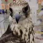 تربيب وتدهيل لطيور