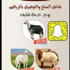 ذبايح حري سعر مناسب