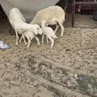 خلفات طيبات للبيع