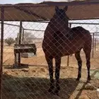 خيل شعبي سبوق