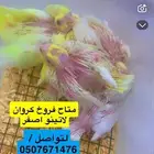 فروخ كروان ( تم البيع )