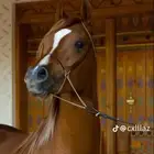 أيواء خيل سبق و رمك في رماح