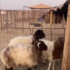 للبيع خرفان نعيم 3