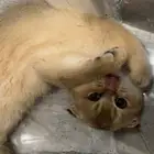 سكوتش فولد قولد للبيع