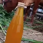 سمن بلدي اصلي وعلا اشرط