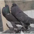 جوز نفاخ (تم البيع)