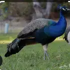 طاووس ذكر