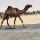 بكستاني