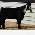 تيس عارضي خصم