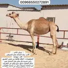 هجن بكر متلي على المتحد بعير شاكر الجعيد منتج