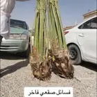 فسايل ونخيل بجميع أنواعها
