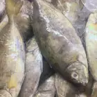 سمك طازج يومي
