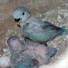 فرخين روز للبيع