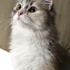 بسه لتبني