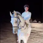 خيل شعبي للبيع لايجي الاصامل