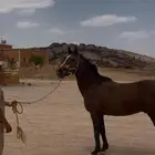 حصان شعبي حار