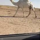 للبيع العشراء الضريبه الطيبه